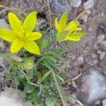 Gagea chlorantha Kvet