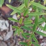 Heimia myrtifolia Leaf