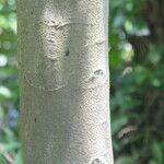 Trilepisium madagascariense Bark