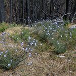 Linum lewisii Hábito