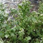 Nasturtium officinale Alkat (teljes növény)