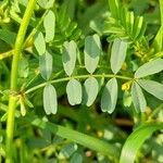 Hippocrepis biflora Leaf