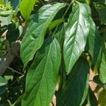 Alangium salviifolium Leaf