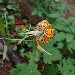 Lilium michauxii Lorea