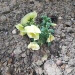 Oenothera triloba Habit