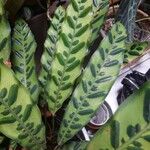 Calathea lancifolia Hoja
