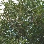Ekebergia capensis Συνήθη χαρακτηριστικά