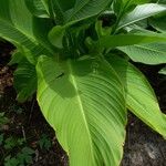 Canna indica Frunză