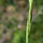 Brachypodium rupestre 花