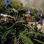 Echium bonnetii Облик