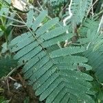 Calliandra houstoniana পাতা