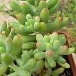 Sedum pachyphyllum 叶