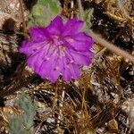 Allionia incarnata Flower