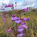 Penstemon spectabilis Flower