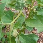 Datura ferox 整株植物