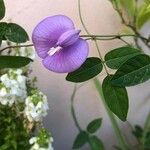Centrosema virginianum 花