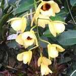 Dendrobium chrysotoxum Flor