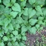 Urtica dioica Blad