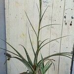 Tillandsia fasciculata花