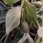 Helleborus foetidus Flor