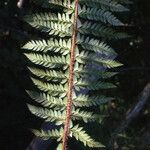 Polystichum x bicknellii 葉
