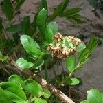 Coriaria myrtifolia Flower