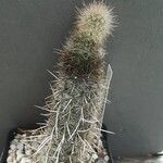 Haageocereus decumbens Celota
