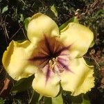 Solandra maxima Blüte