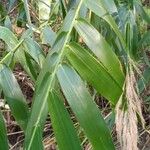 Thysanolaena latifolia Leaf