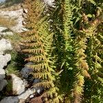 Dryopteris villarii Fulla