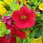 Calibrachoa parvifloraÇiçek