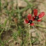 Papaver argemone Pokrój