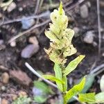 Castilleja sulphurea Цвят