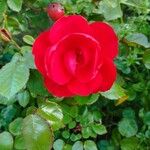 Rosa pendulina Floare
