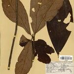 Cybianthus potiaei Leaf