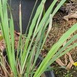 Cymbopogon nardus ᱥᱟᱠᱟᱢ