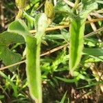 Ipomoea mombassana Leaf