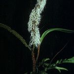 Pentaclethra macroloba Blüte