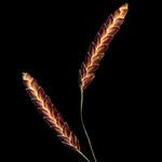Eragrostis tremula 花