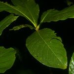Warszewiczia uxpanapensis Leaf