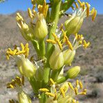 Agave utahensis Квітка