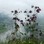 Aquilegia atrata Flower