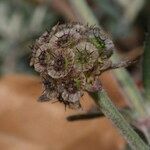 Scabiosa triandra Fruit