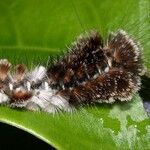 Ficus colubrinae Plod