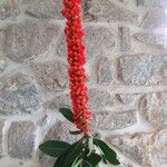 Norantea guianensis Floare