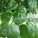 Tilia × euchlora Folla