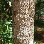Aspidosperma tomentosum 树皮
