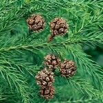 Cryptomeria japonicaBlad