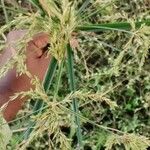 Cyperus microiria പുഷ്പം