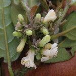 Symplocos guianensis 其他